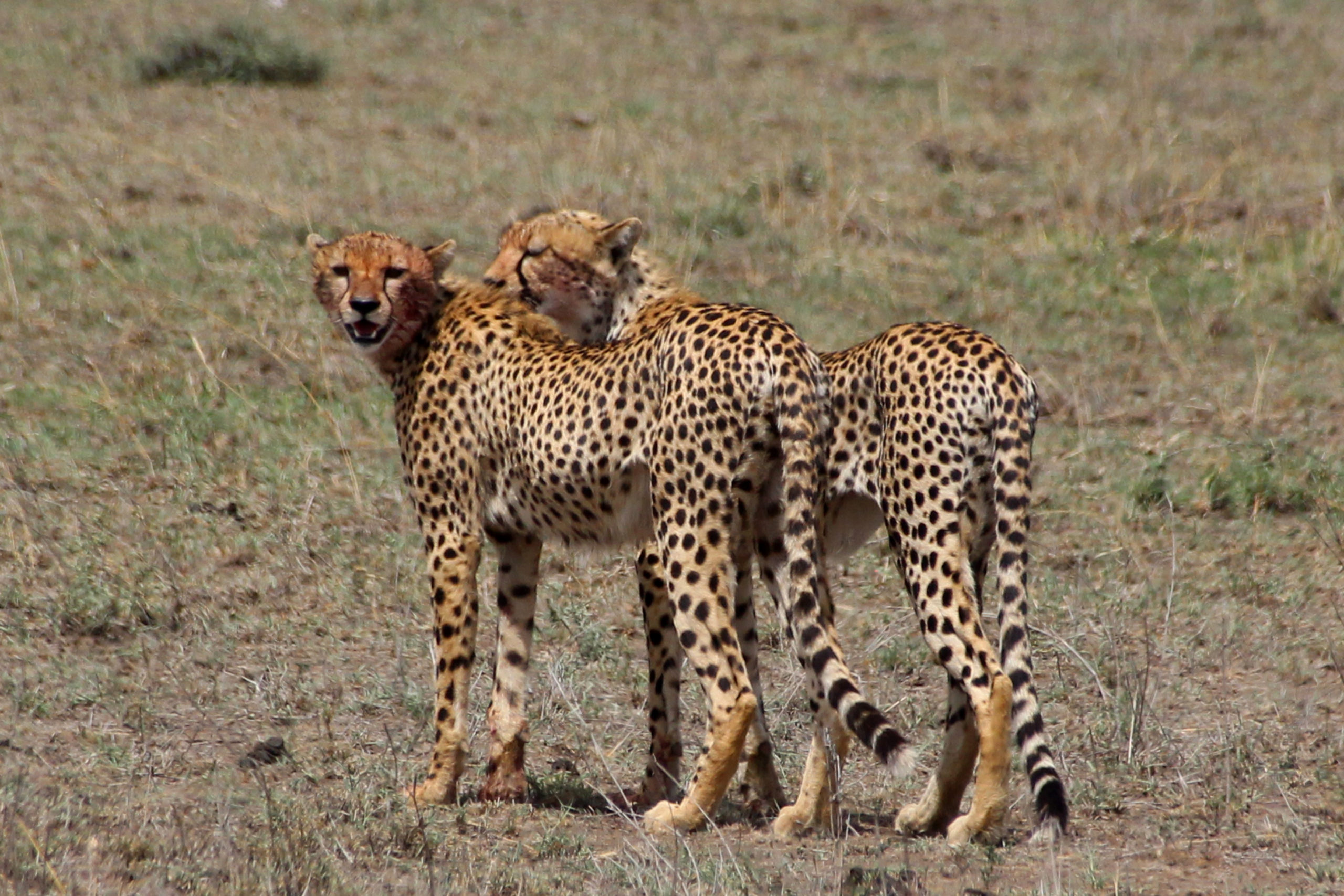 Karibu Tansania