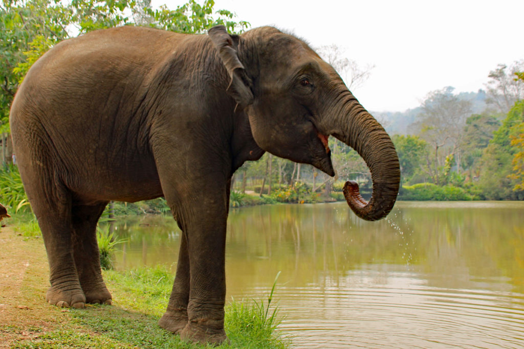 Anantara Elefant Camp