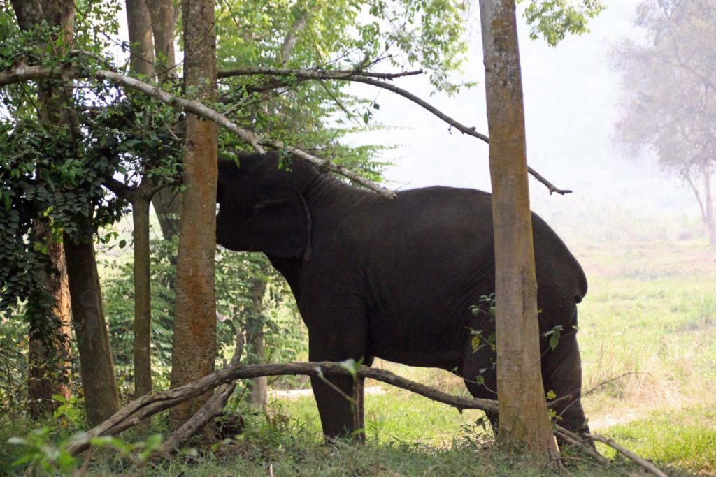 Elefant im goldenen Dreieck