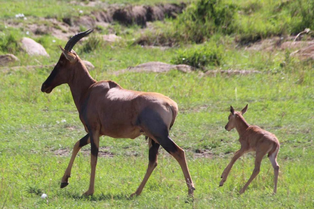 Elan Antilope mit Jungem