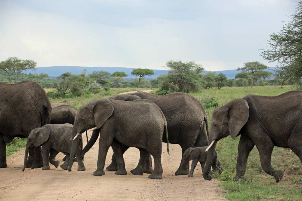 Elefantenherde Serengeti
