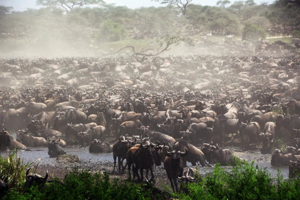 Gnu Migration Afrika