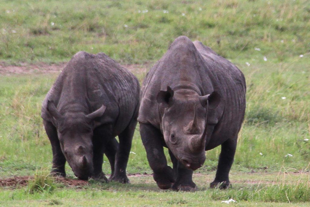 Erlebnisse mit Tieren:Nashörner in der Serengeti