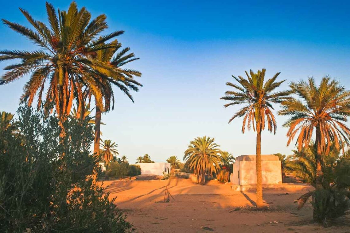 Wüste Djerba Oase mit Palmen