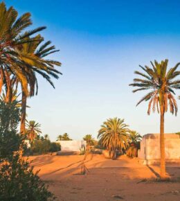 Wüste Djerba Oase mit Palmen