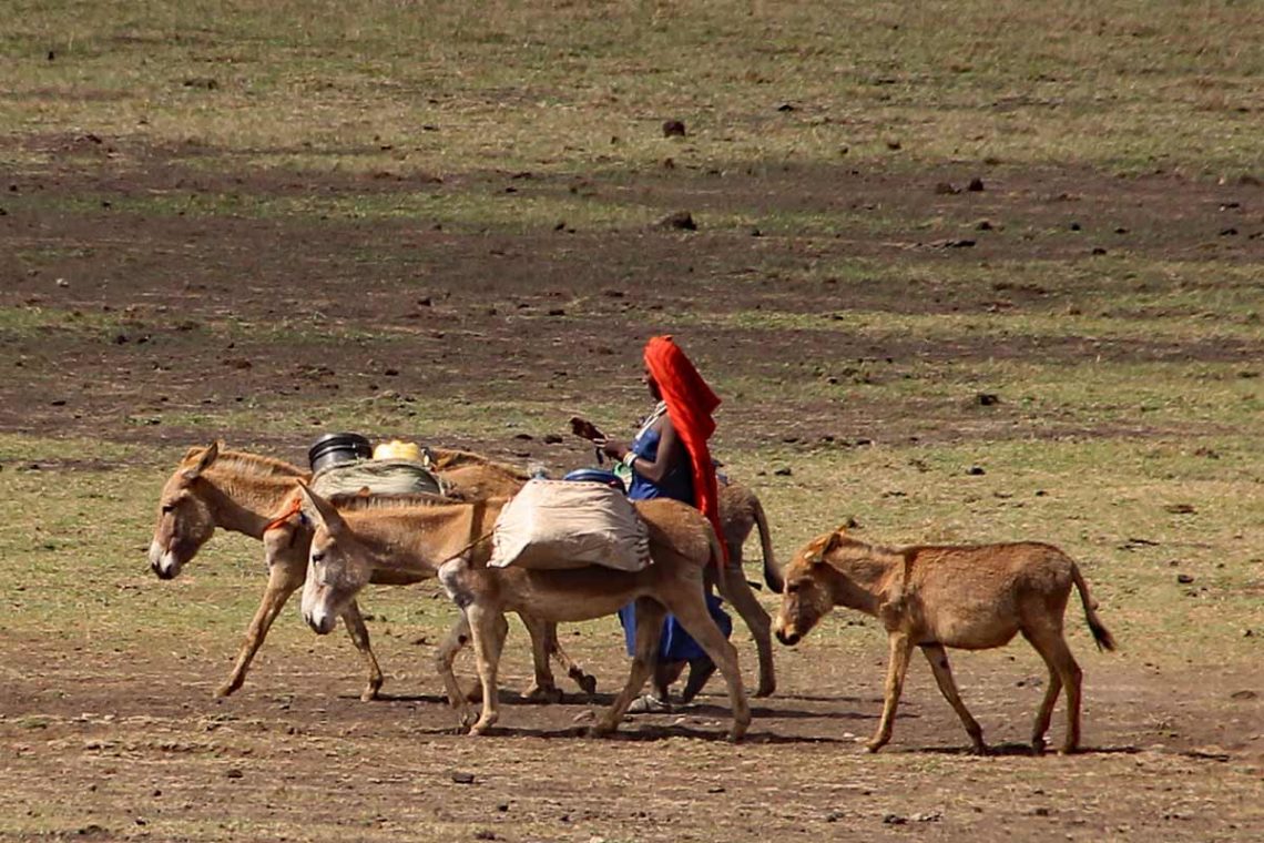 Frau mit Eseln in der Serengeti