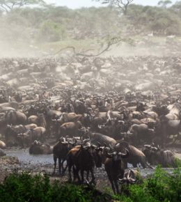 Gnu Migration Tansania