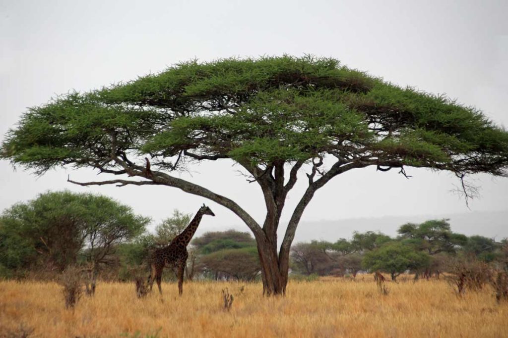 Giraffe unter einem Baum