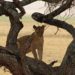 Löwe auf Baum Tansania