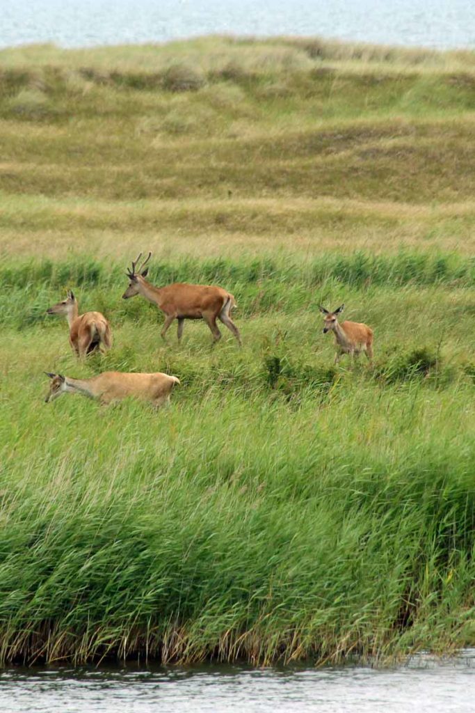 Rehe Darßer Ort