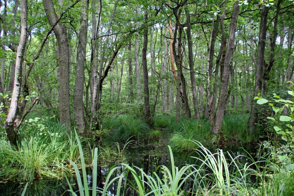 Darßer Wald