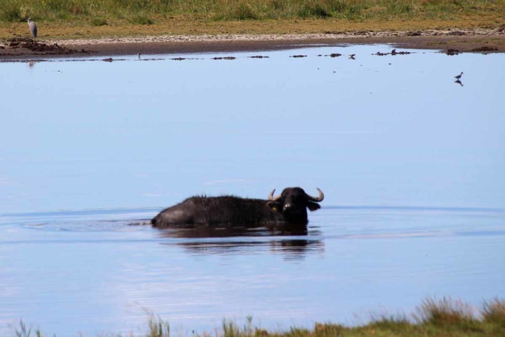 Wasserbüffel Bodden