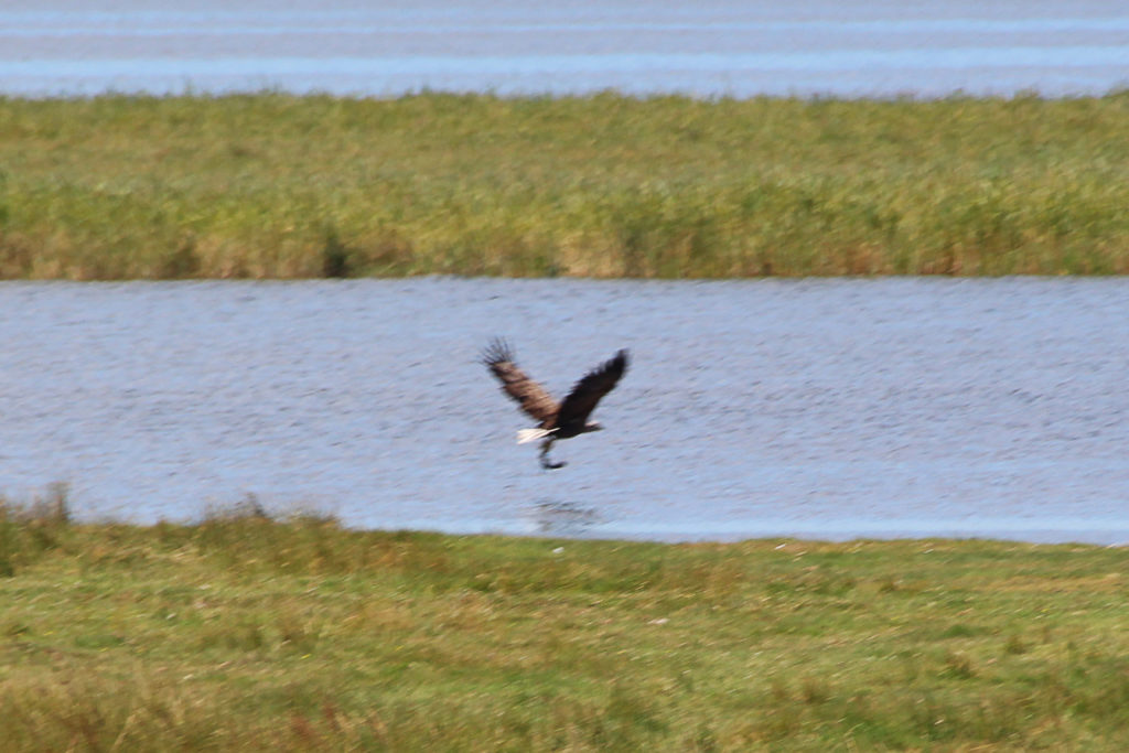 Adler