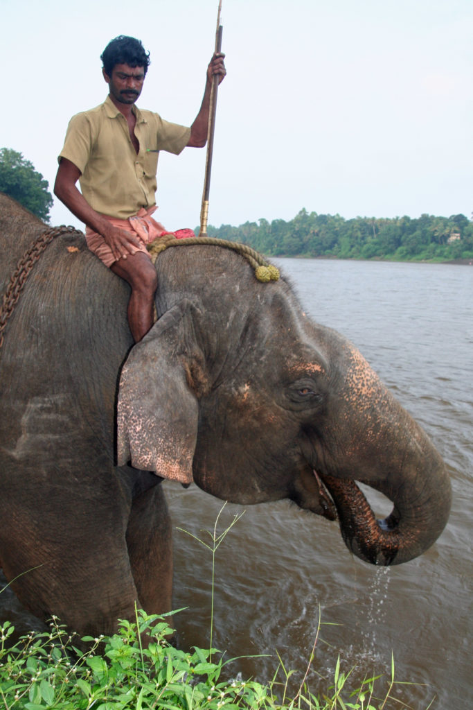 Kotnad Elephant Trainings Center