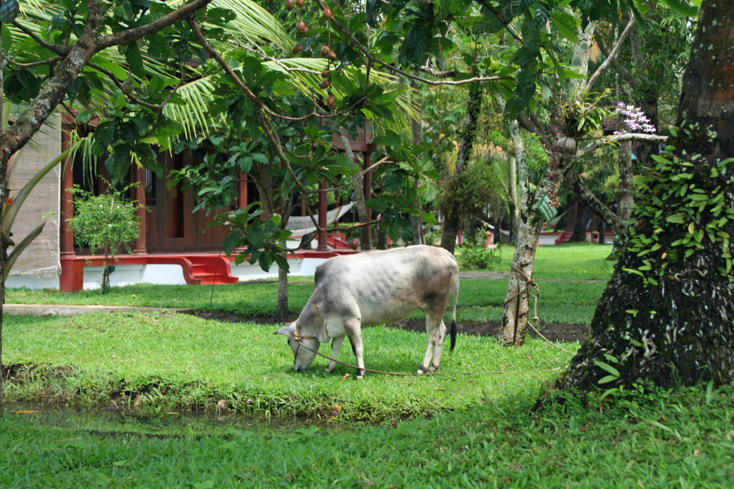 kerala Indien