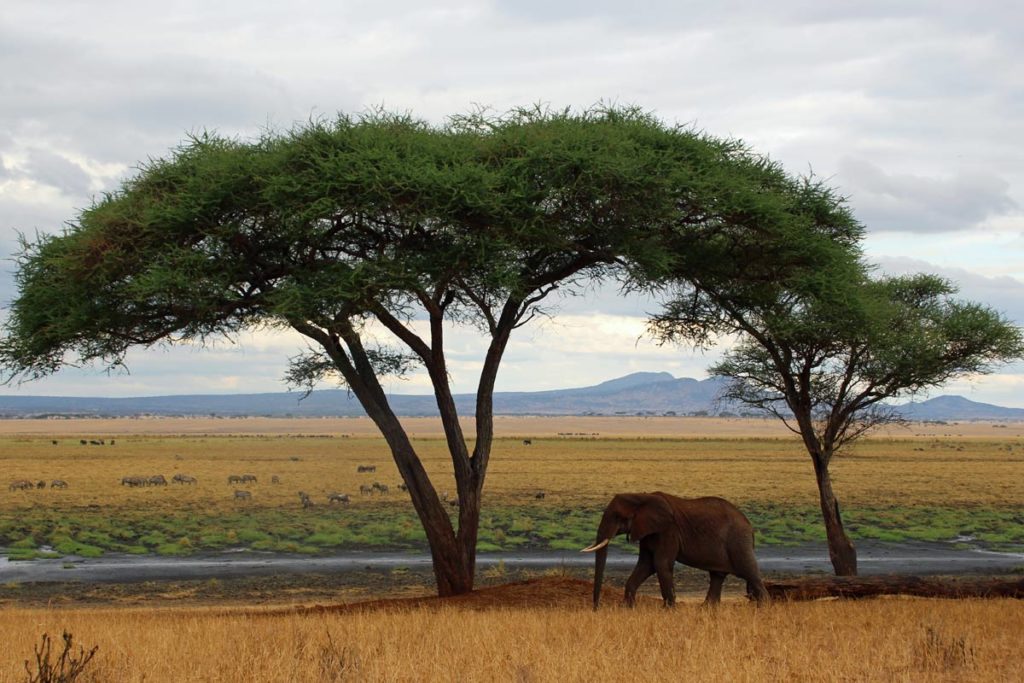 Elefant unter Schirmakazie Tansania