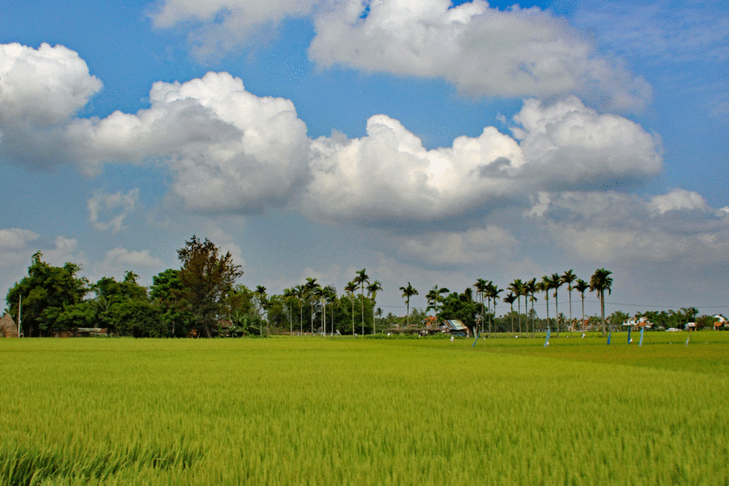 Fahrradtour durch die reisfelder bei Hoi An