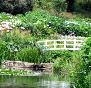 Trebah Garten Brücke im Hortensiental