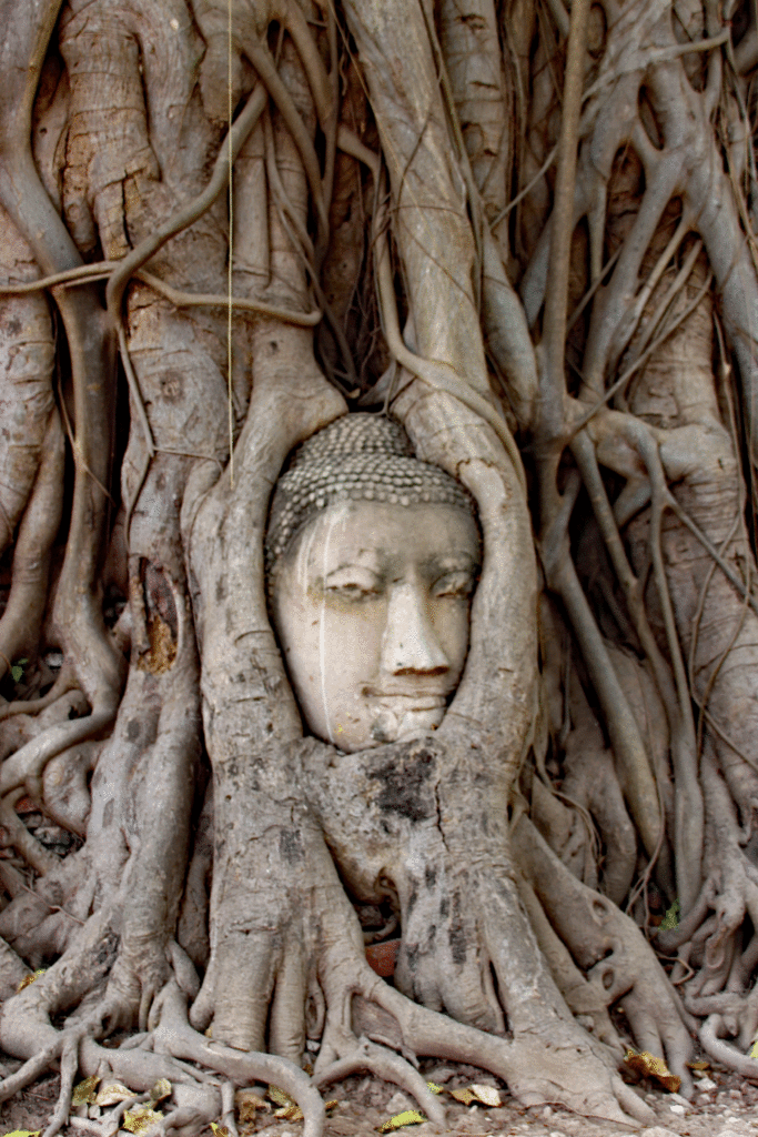Buddha im Bodibaum