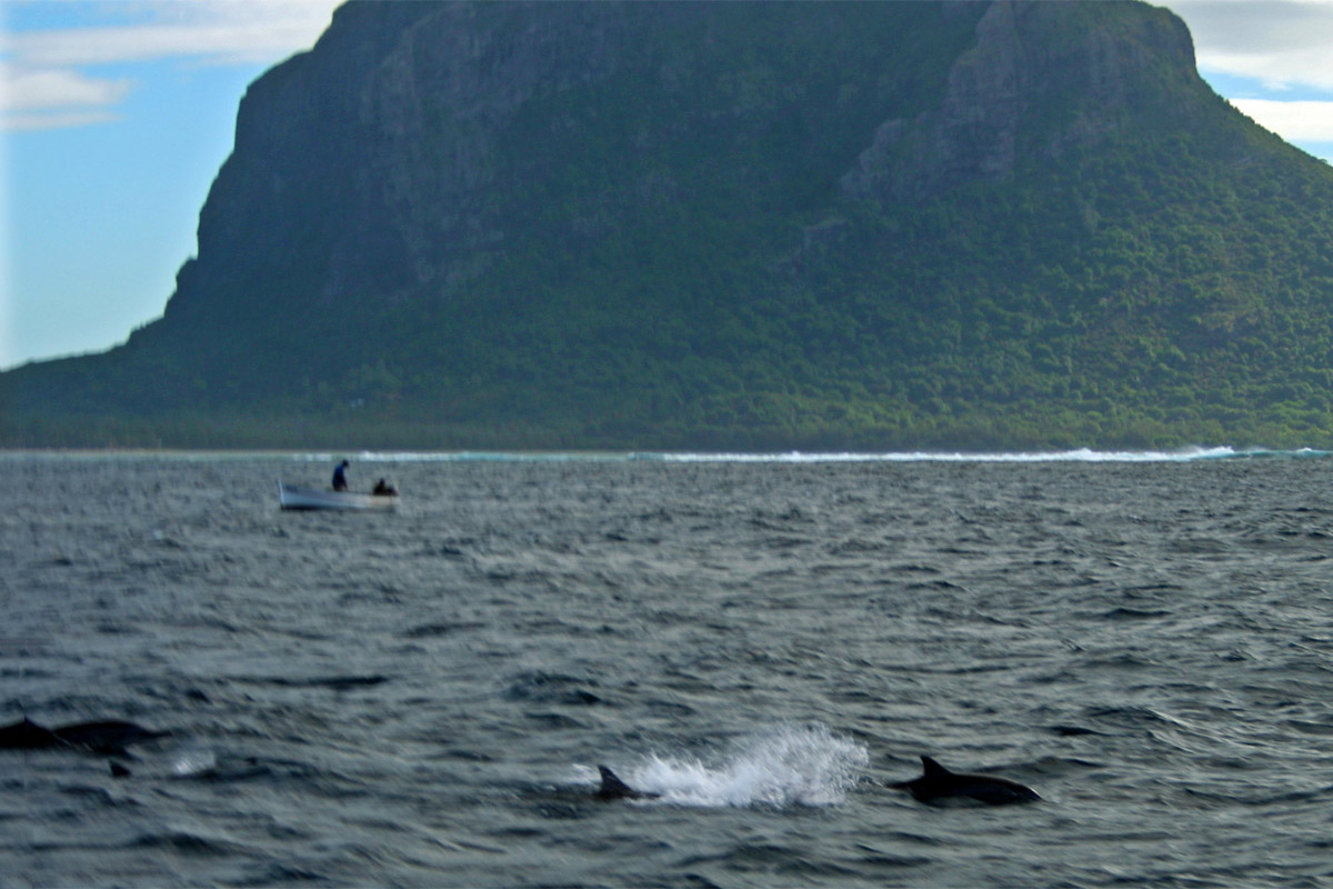 Mauritius Delphine in der Bucht von le Morne