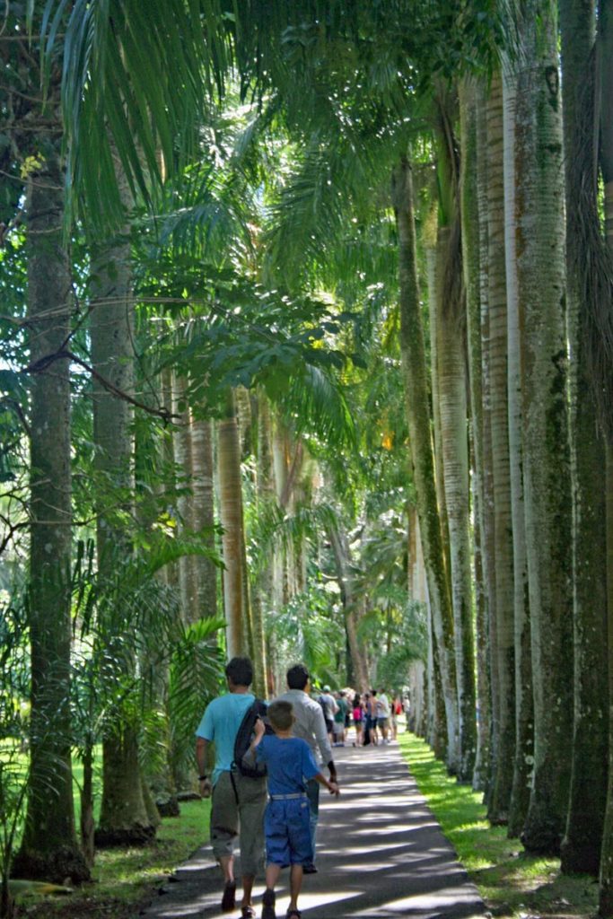 Flaschenpalmen Allee