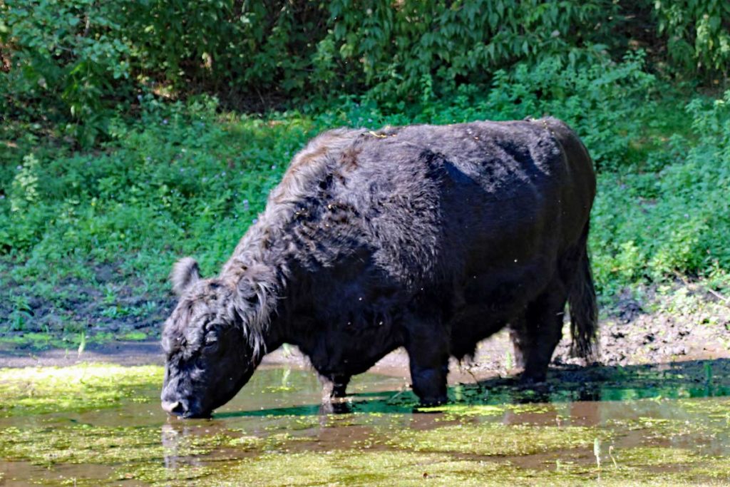 Galloway im Oostvoornse Duin