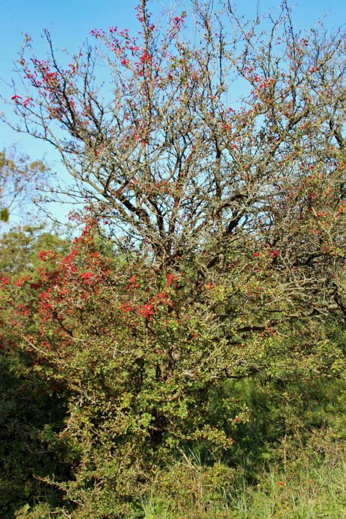 Busch im Naturschutzgebiet