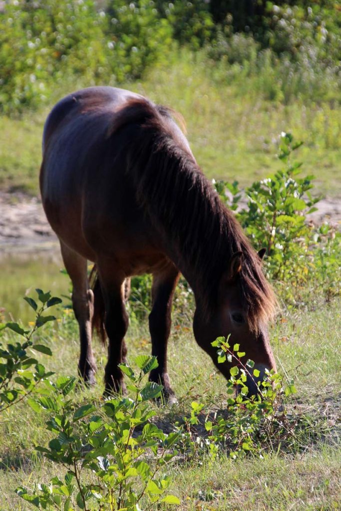 exmoor Pony Oostvorne