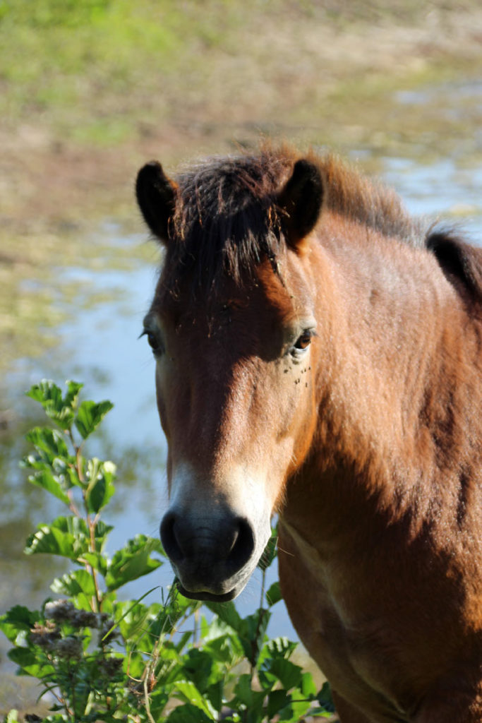 exmoor pony in Oostvoorne