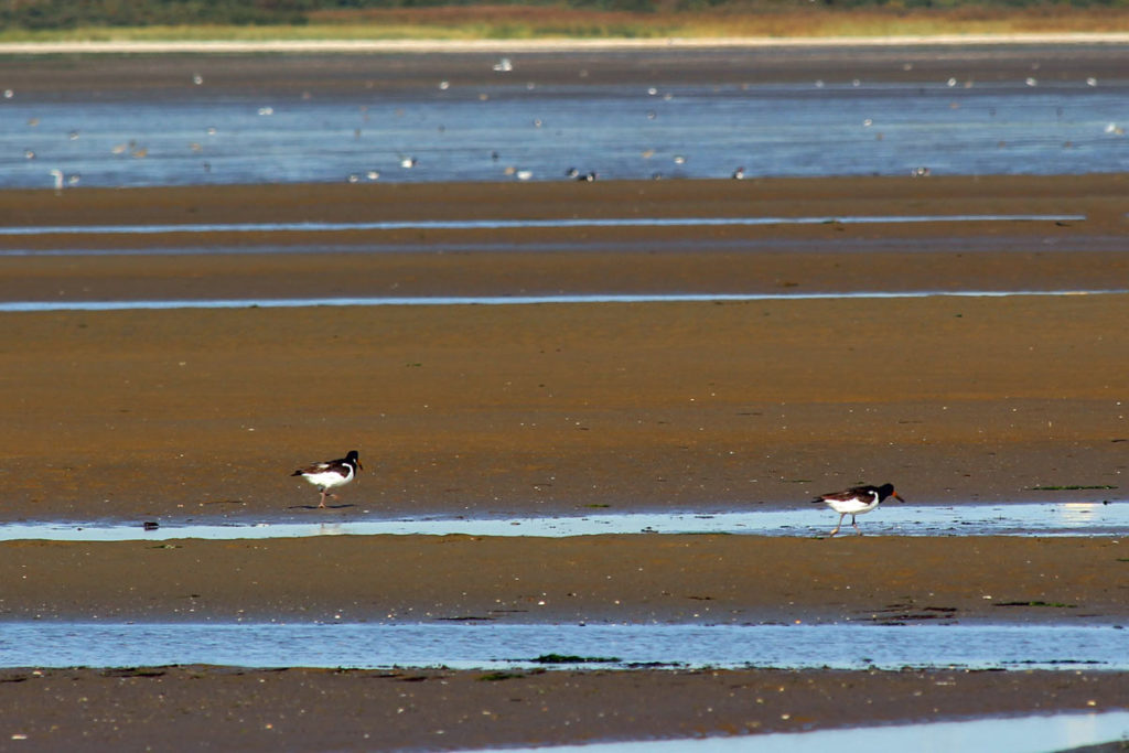 Vögel am Strand von oostvoorne