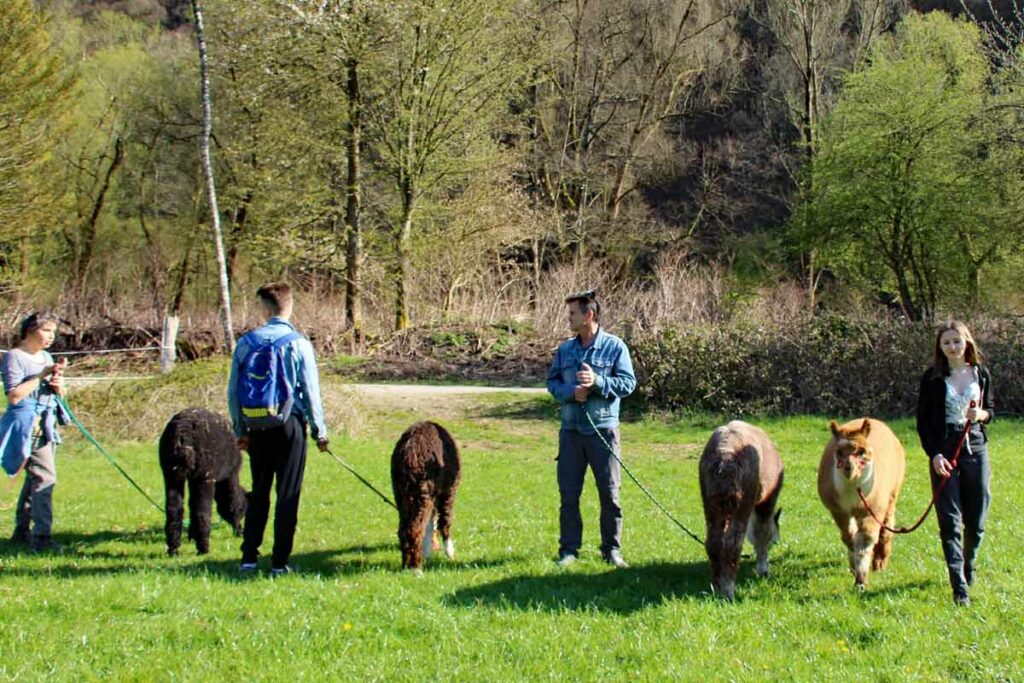 Erlebnisse mit Tieren: Alpakas grasen auf der Wiese