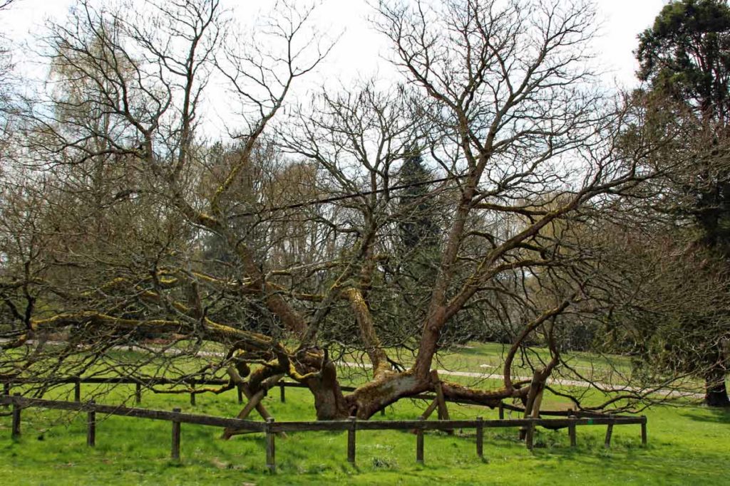 Riesenbaum Solingen