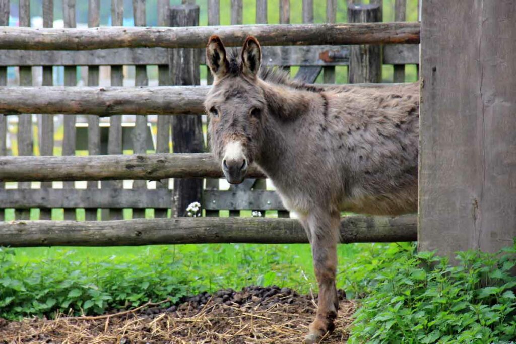 Erlebnisse mit Tieren:Eselkind im Stall