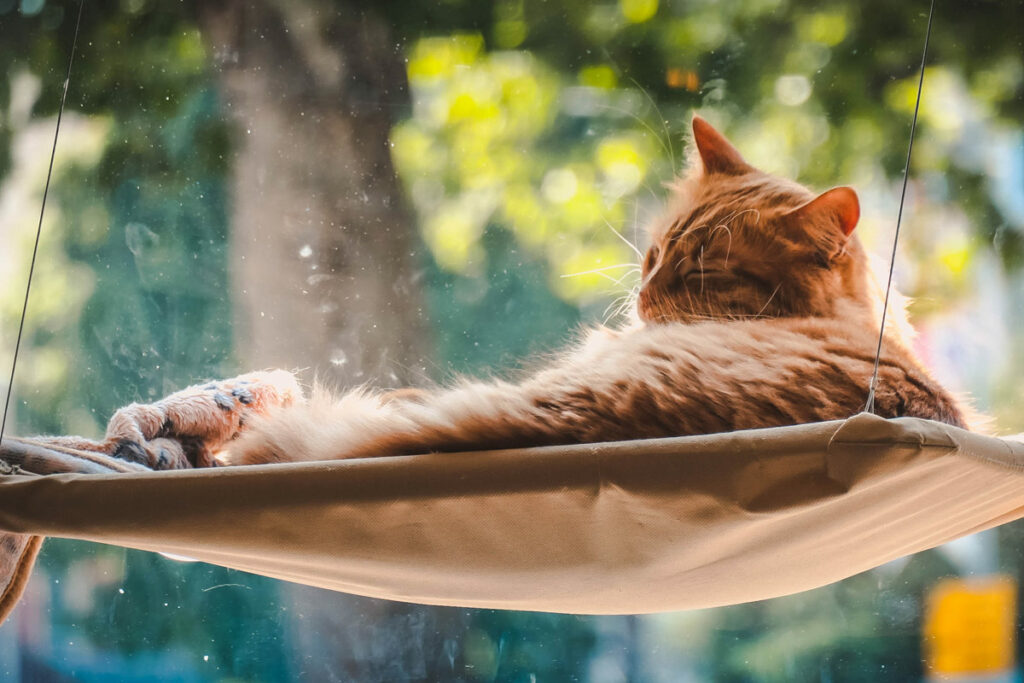 Erlebnisse mit Tieren-Katze im Fenster des Katzencafe