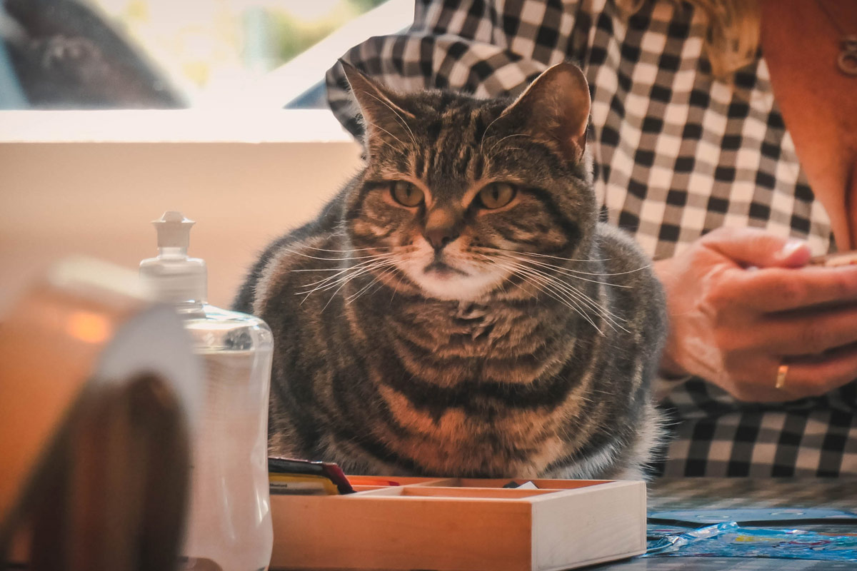 Katze auf dem Tisch im Katzencafe