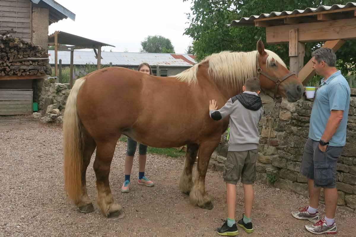 Kinder die ein Pferd putzen