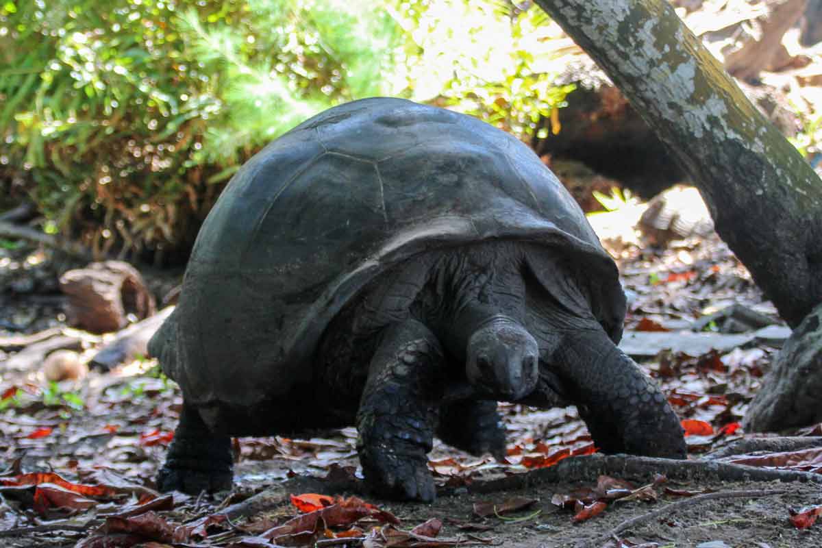 Aldabara Riesenschildkröte