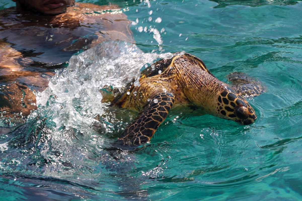 Erlebnisse mit Tieren Wasserschildkröte